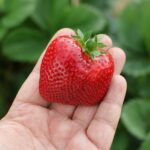 Czy to czas na zrównoważoną produkcję owoców?