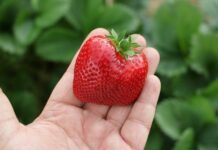 Czy to czas na zrównoważoną produkcję owoców?