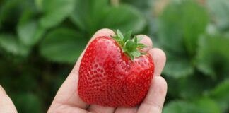 Czy to czas na zrównoważoną produkcję owoców?