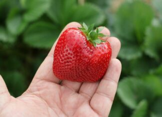 Czy to czas na zrównoważoną produkcję owoców?