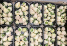 Skąd się wzięły w Polsce białe truskawki i gdzie je kupić?