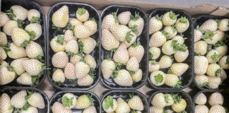 Skąd się wzięły w Polsce białe truskawki i gdzie je kupić?