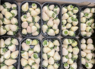 Skąd się wzięły w Polsce białe truskawki i gdzie je kupić?