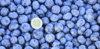 Zbiór wystartował. Sprawdzamy ceny borówek