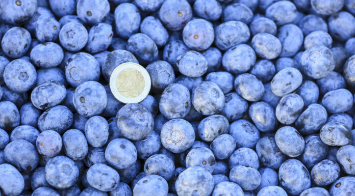 Zbiór wystartował. Sprawdzamy ceny borówek