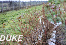 Cięcie krzewów borówki (cz. II). Wybrane odmiany – Duke