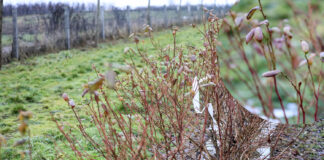 Cięcie krzewów borówki (cz. II). Wybrane odmiany – Duke