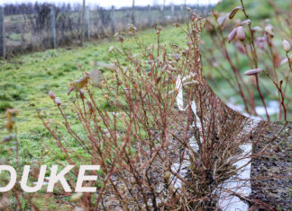 Cięcie krzewów borówki (cz. II). Wybrane odmiany – Duke