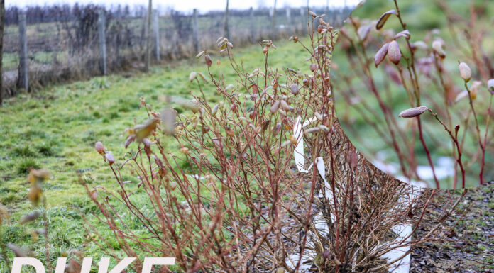 Cięcie krzewów borówki (cz. II). Wybrane odmiany – Duke