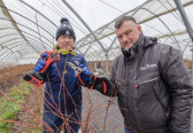 Cięcie krzewów borówki (cz. I). Wybrane odmiany – Last Call