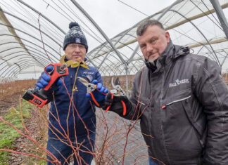 Cięcie krzewów borówki (cz. I). Wybrane odmiany – Last Call