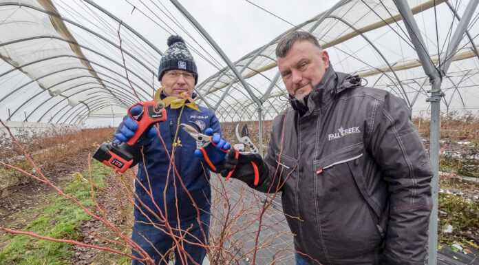 Cięcie krzewów borówki (cz. I). Wybrane odmiany – Last Call