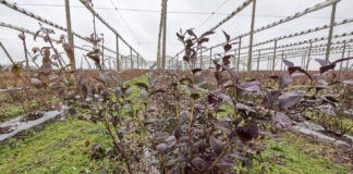 Jak zimuje borówka? Zima nie sprzyja