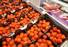 W Hoogstraten postawią mocniej na truskawki powtarzające owocowanie?