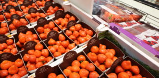 W Hoogstraten postawią mocniej na truskawki powtarzające owocowanie?