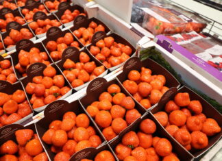 W Hoogstraten postawią mocniej na truskawki powtarzające owocowanie?