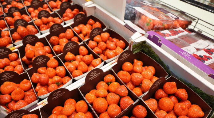 W Hoogstraten postawią mocniej na truskawki powtarzające owocowanie?