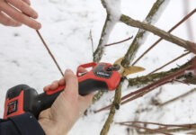 Cięcie borówki sektorami ALTUNA. FILM