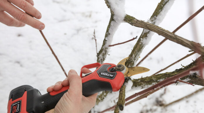 Cięcie borówki sektorami ALTUNA. FILM