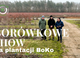 Zapowiada się naprawdę Borówkowe SHOW!