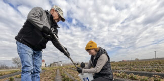 Pobieranie próbek gleby w uprawie truskawek na podwyższonych zagonach.