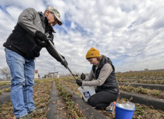 Pobieranie próbek gleby w uprawie truskawek na podwyższonych zagonach.