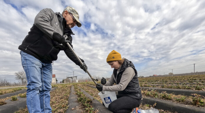 Pobieranie próbek gleby w uprawie truskawek na podwyższonych zagonach.