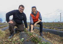 Kiedy zacząć pierwsze zabiegi na plantacjach truskawek?