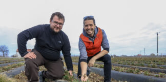 Kiedy zacząć pierwsze zabiegi na plantacjach truskawek?