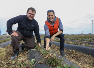 Kiedy zacząć pierwsze zabiegi na plantacjach truskawek?