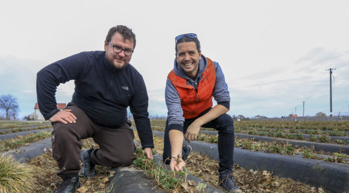 Kiedy zacząć pierwsze zabiegi na plantacjach truskawek?