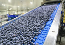 Czy borówka pójdzie w ślady jabłek?