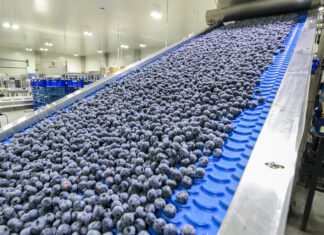 Czy borówka pójdzie w ślady jabłek?