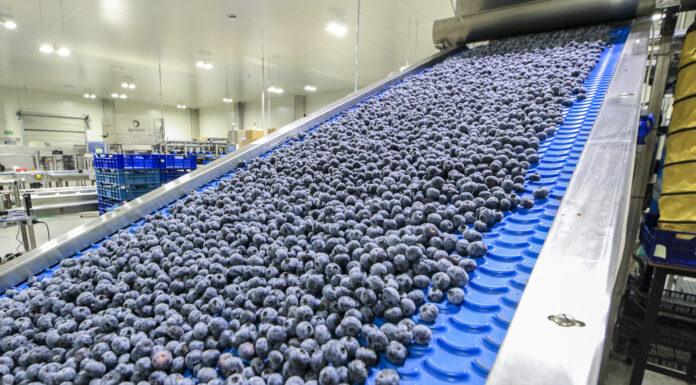 Czy borówka pójdzie w ślady jabłek?