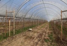 Niskie czy wysokie tunele do uprawy malin