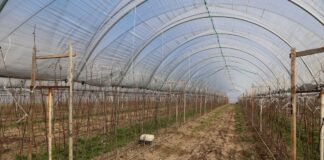 Niskie czy wysokie tunele do uprawy malin