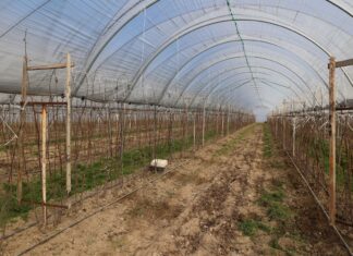 Niskie czy wysokie tunele do uprawy malin