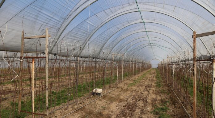 Niskie czy wysokie tunele do uprawy malin