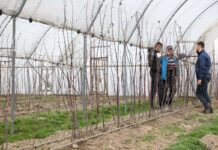 Nawożenie malin w tunelach na starcie