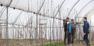 Nawożenie malin w tunelach na starcie