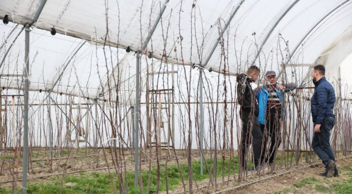 Nawożenie malin w tunelach na starcie