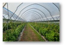 Tunelowe Inspiracje 2025 – szkolenie Tunele do uprawy malin