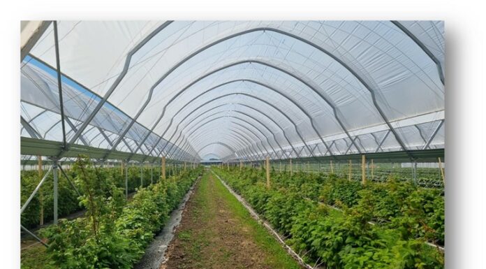 Tunelowe Inspiracje 2025 – szkolenie Tunele do uprawy malin