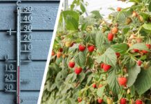 Nadchodzą przymrozki! Jak zabezpieczyć rośliny?