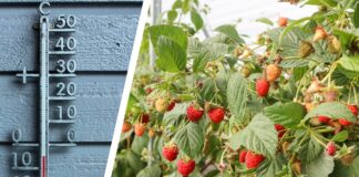 Nadchodzą przymrozki! Jak zabezpieczyć rośliny?