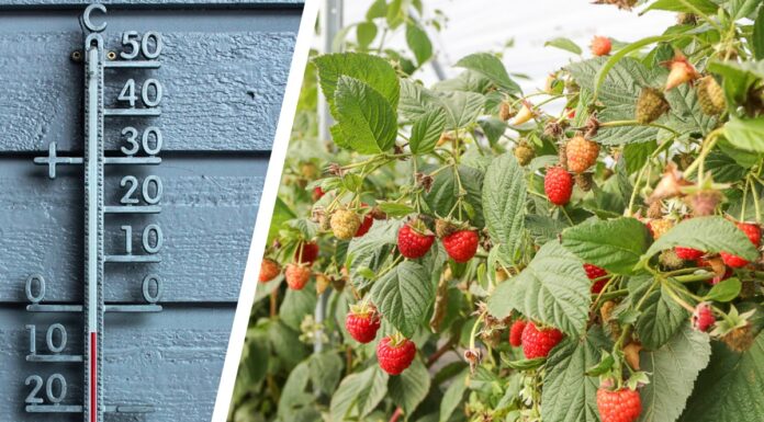 Nadchodzą przymrozki! Jak zabezpieczyć rośliny?