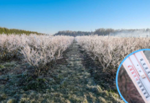 Uwaga na przymrozki!