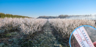 Uwaga na przymrozki!