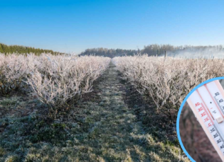 Uwaga na przymrozki!