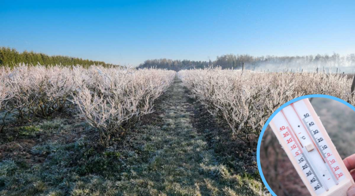 Uwaga na przymrozki!